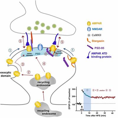 AMPA Receptor Trafficking for Postsynaptic Potentiation